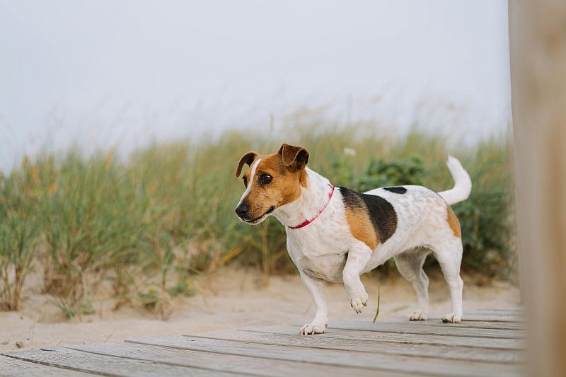 Jack russell terrier - charakterystyka rasy, fot. Pexels