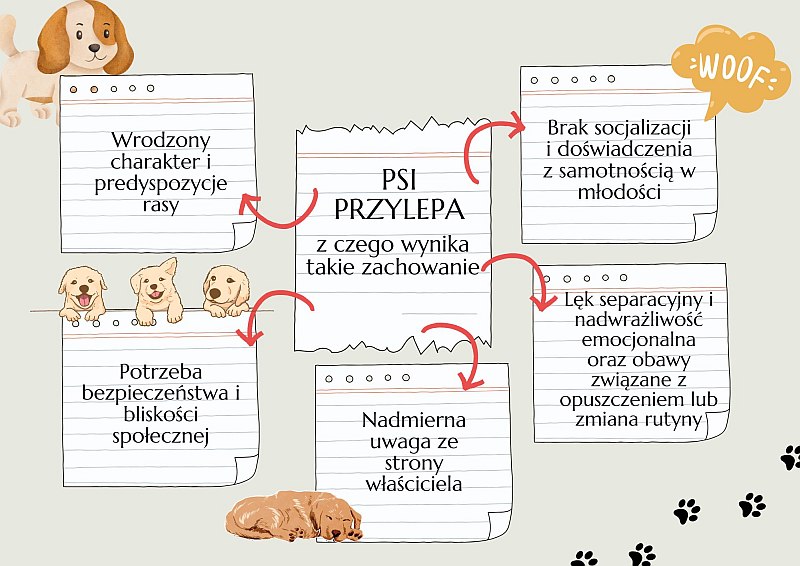 Geneza problemu psiego przylepy, pies, problemy behawioralne