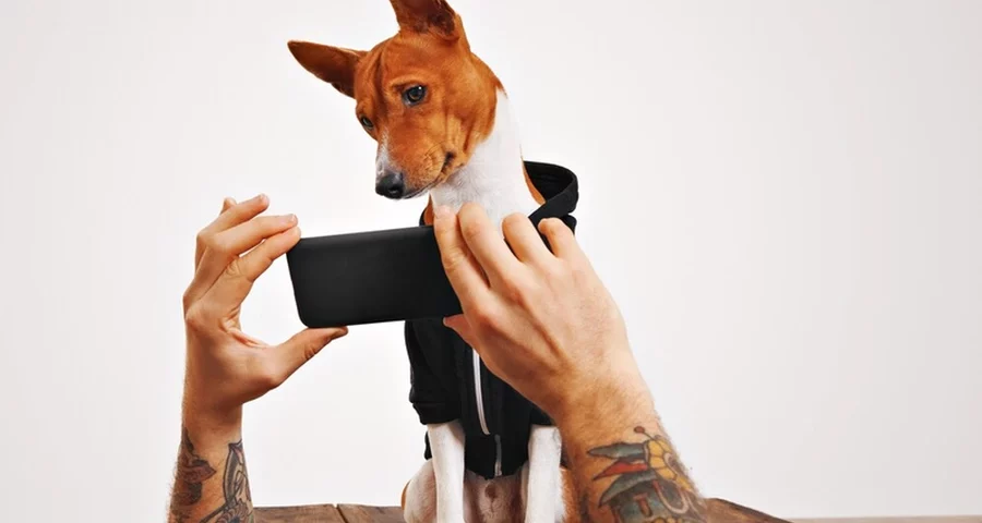 Pies patrzący na telefon