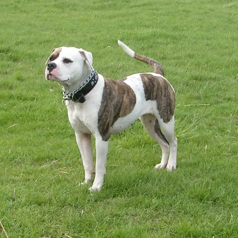 Buldog amerykański posiada muskularną sylwetkę i krótką sierść, fot. sannse (Wikimedia Commons)