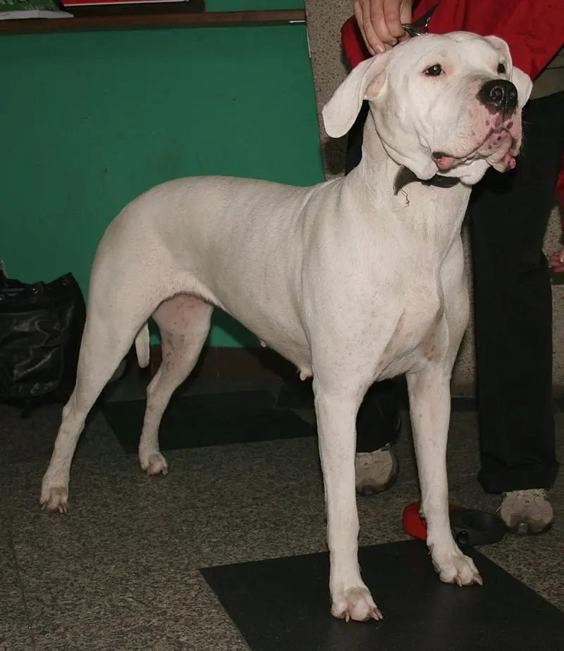 Dog argentyński posiada charakterystyczną cechę zewnętrzną - krótką sierść o śnieżnobiałym kolorze, fot. Pleple2000 (Wikimedia Commons)