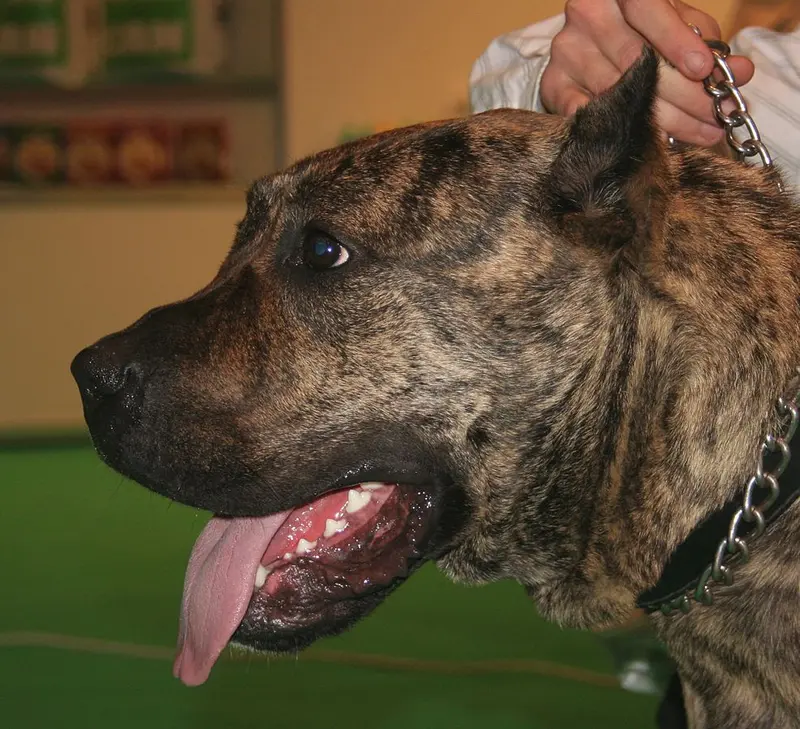 Dog kanaryjski posiada masywną głowę, mięsistą wargę i czarną maskę, fot. Pleple2000 (Wikimedia Commons)