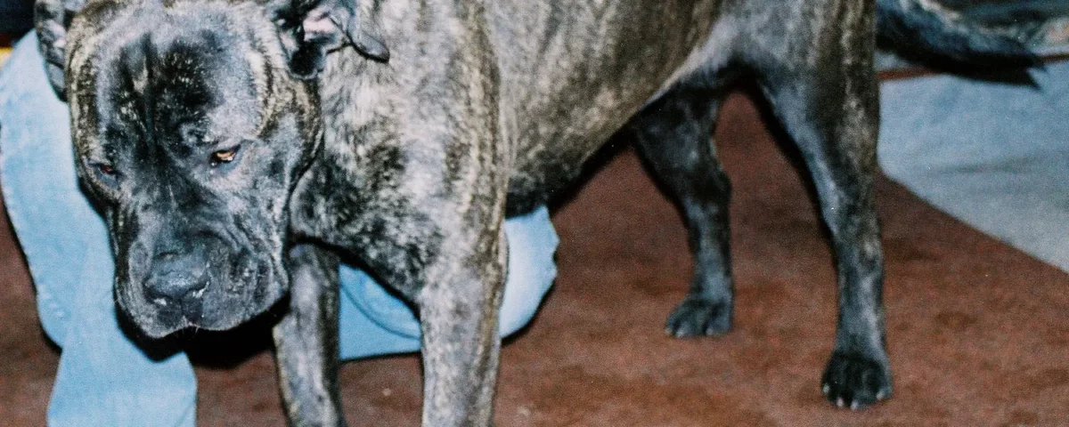 Dog z Majorki - charakter, wygląd, cena, fot. Pleple2000 (Wikimedia Commons)