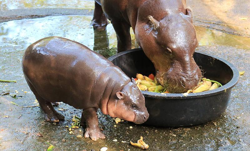 Moo Deng - hipopotam z Tajlandii który stał się gwiazdą 