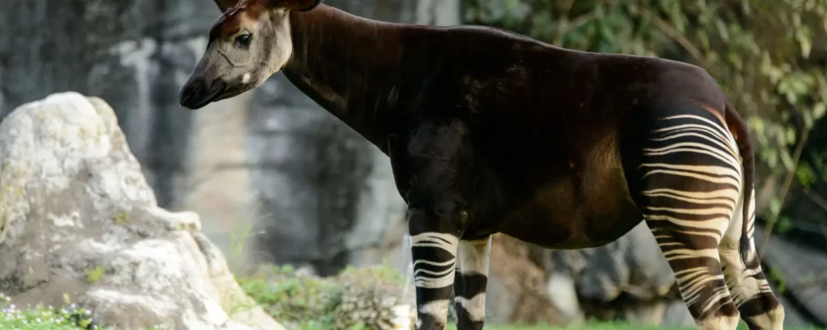Wygląd okapi