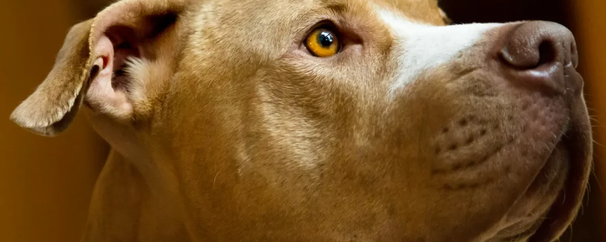 Pitbull - opis rasy, wygląd, charakter, predyspozycje, fot. pxhere.com
