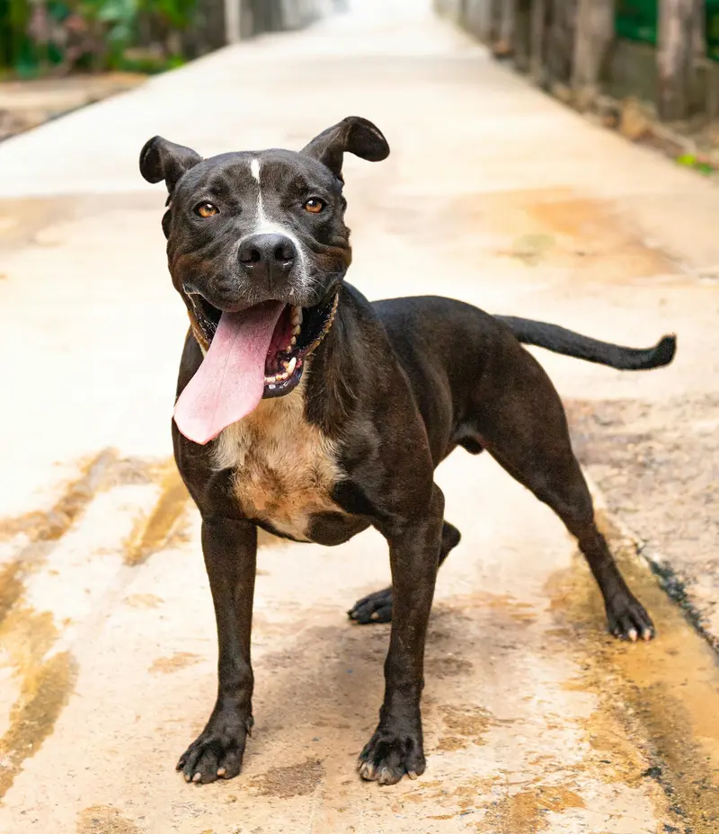 Pitbull jest masywny i posiada proporcjonalną sylwetkę, fot. Pexels