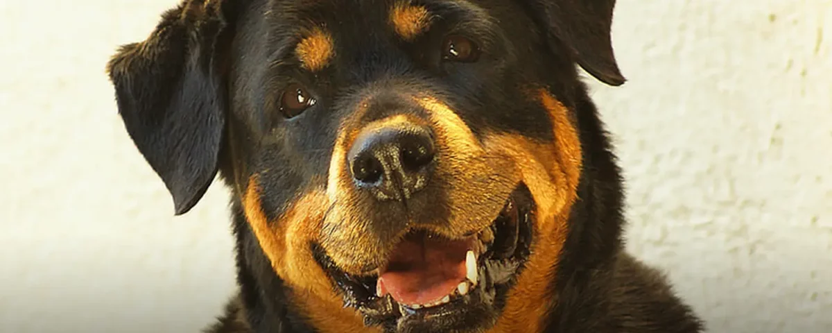 Rottweiler – co powinieneś wiedzieć? Fot. pickpik.com