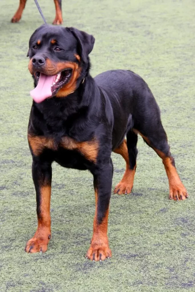 Rottweiler posiada szeroką klatkę piersiową i masywne łapy, fot. Azuaje (Wikimedia Commons)