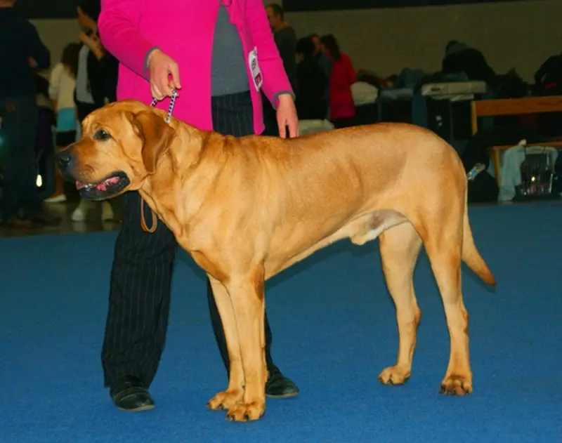 Samce tosa inu są bardzo wysokie - mają co najmnie 60 cm wzrostu, fot. Canarian (Wikimedia Commons)