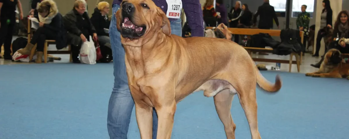 Tosa inu (mastif japoński) - charakter, opis, fot. Susihurtan (Wikimedia Commons)