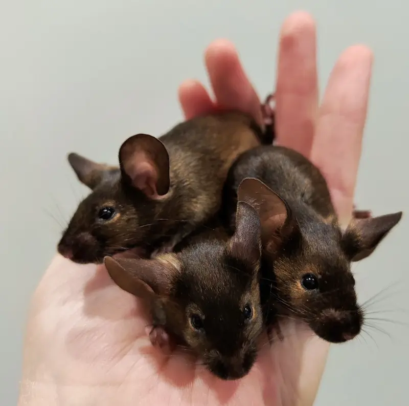 Agouti mysz rasowa Autor FutrO Mousery