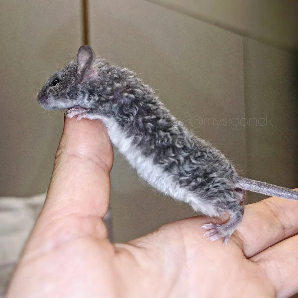 mysz rasowa Blue fox Autor hodowla Mysigonek