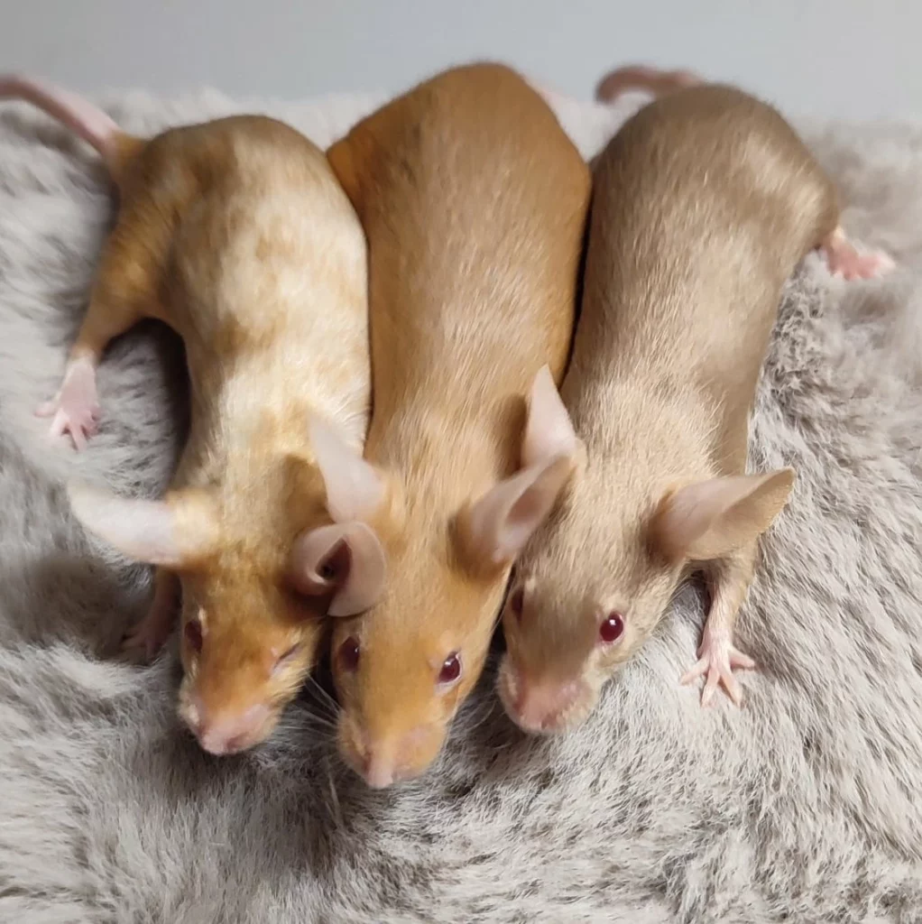 mysz rasowa, od lewej: Brindle, 
English gold, Champagne Autor: hodowla Pink Phantom