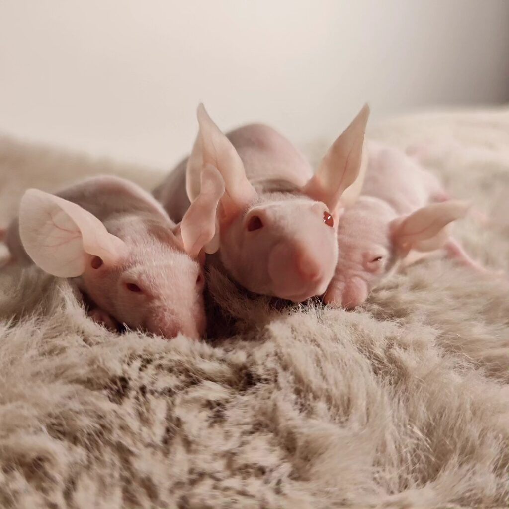 łyse myszy odmiany hairless PEW autor Kalina Koriat, Pink Phantom Mousery
