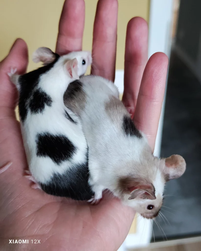 mysz rasowa, od lewej: piebald, tricolor Autor hodowla FutrO