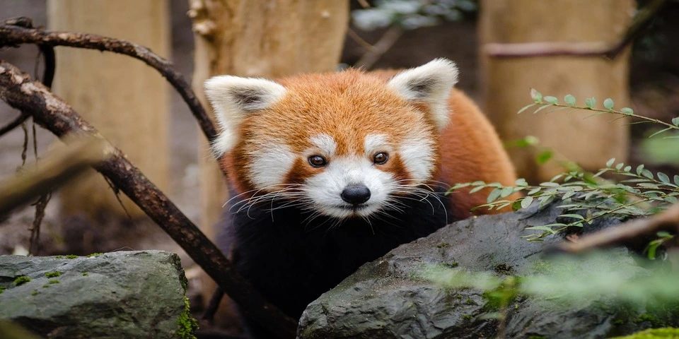 panda ruda autor Pexels, pixabay.com