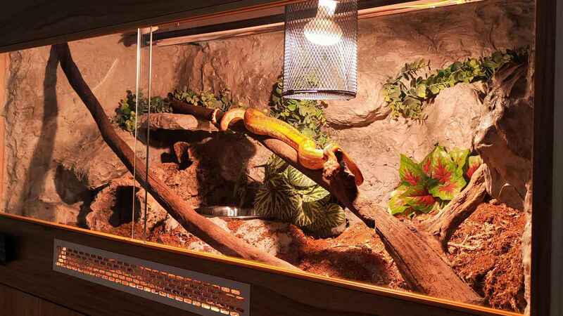 terrarium dla węża autor hodowla FutrO
