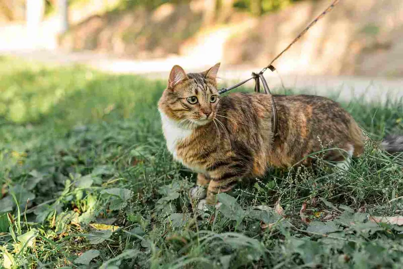 Kot na smyczy w zbyt luźnych szelkach